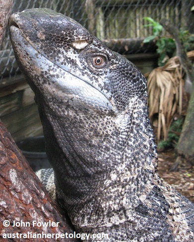 Rock Monitor - varanus albogularis (=albigularis)